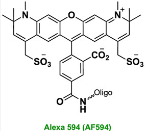 Bio-Synthesis Inc. Oligo Structure